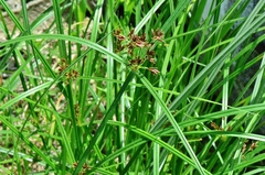 Cyperus longus badius