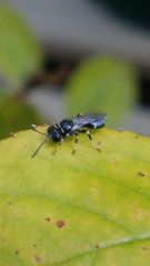 Clitemnestra bipunctata