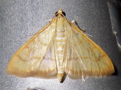 Pyraustinae