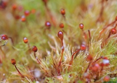 Dicranella rufescens