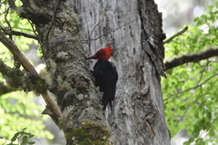 Campephilus magellanicus