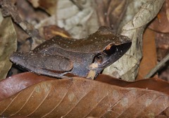 Pristimantis buccinator