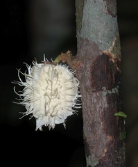 Carpotroche longifolia