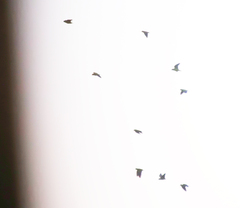 Brotogeris cyanoptera