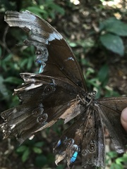 Morpho menelaus