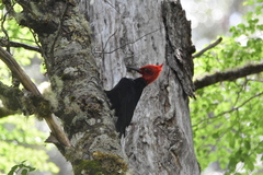 Campephilus magellanicus