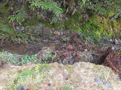 Dicranella rufescens