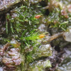 Pseudephemerum nitidum