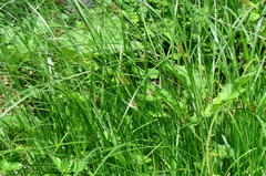 Cyperus longus badius