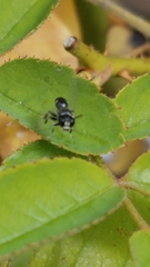 Clitemnestra bipunctata