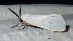 Pygarctia roseicapitis