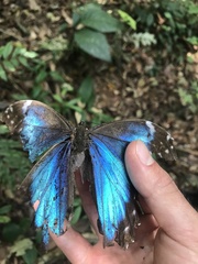 Morpho menelaus