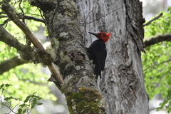 Campephilus magellanicus