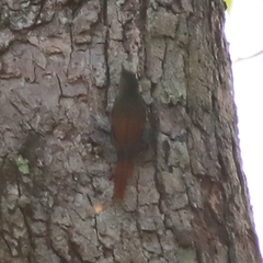 Sittasomus griseicapillus