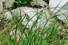 Cyperus longus badius