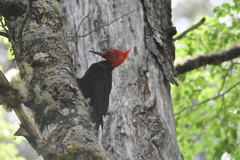 Campephilus magellanicus
