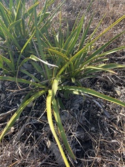 Yucca rupicola