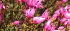 Erica cristata