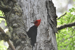 Campephilus magellanicus
