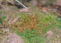 Dicranella rufescens