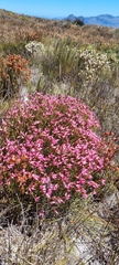 Erica cristata