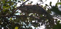 Ctenosaura similis