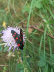 Zygaena ephialtes