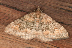 Mimoclystia explanata