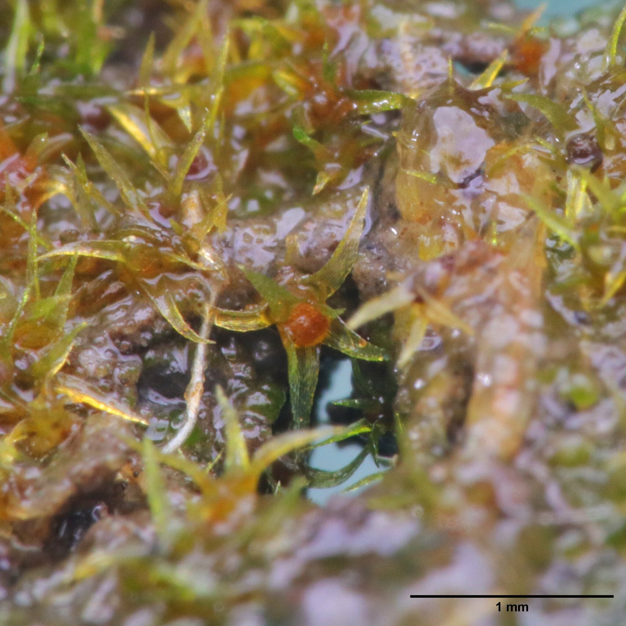 Micromitrium tenerum
