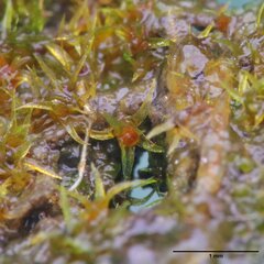 Micromitrium tenerum