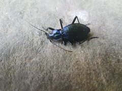 Carabus intricatus