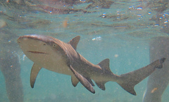 Negaprion brevirostris