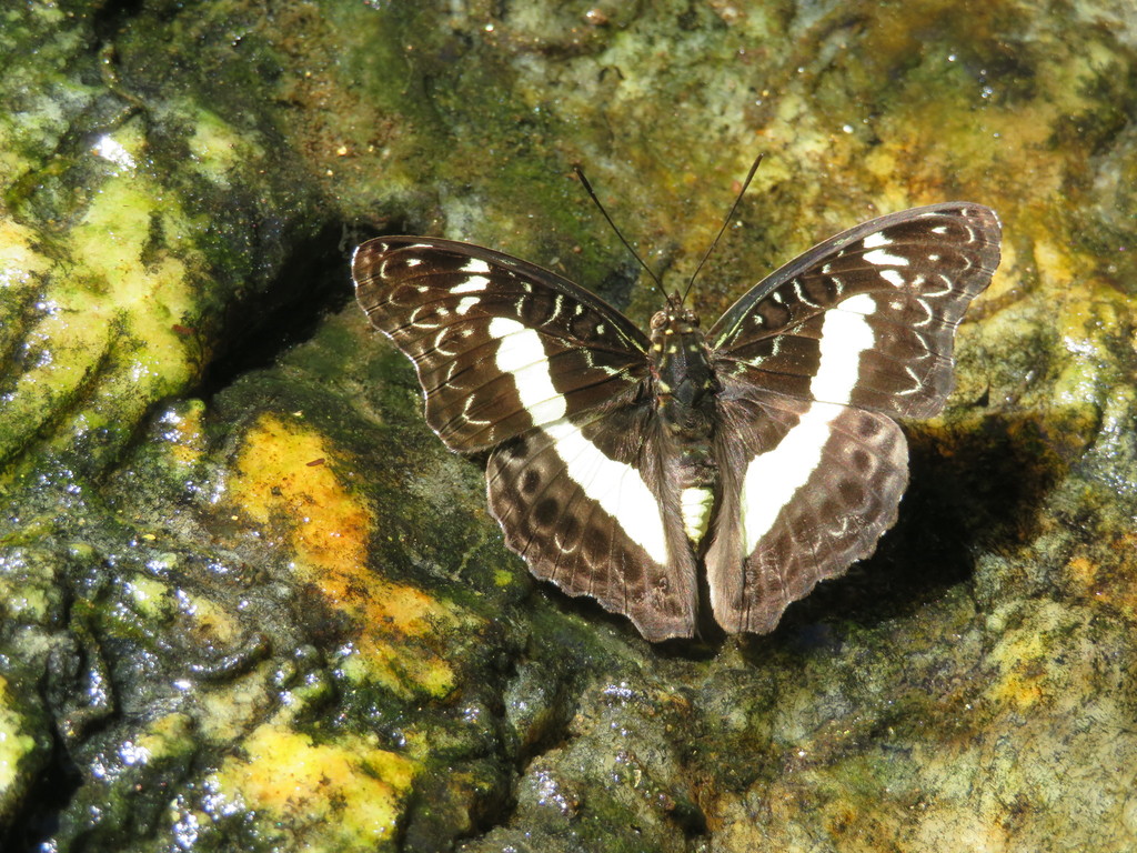 Euptera kinugnana