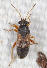 Acompus pallipes
