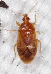 Cardiastethus fasciiventris