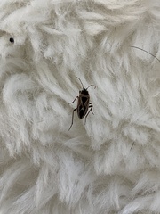 Xanthochilus saturnius