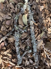 Punctelia bolliana