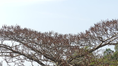 Hymenodictyon obovatum
