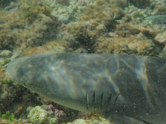 Negaprion brevirostris