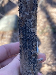 Rosellinia subiculata