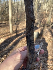 Rosellinia subiculata