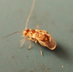 Graphopsocus cruciatus