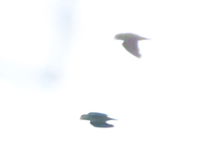 Brotogeris cyanoptera