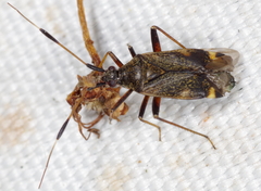 Closterotomus biclavatus