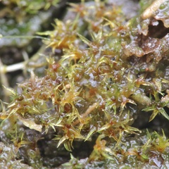 Micromitrium tenerum