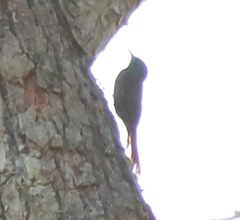 Sittasomus griseicapillus