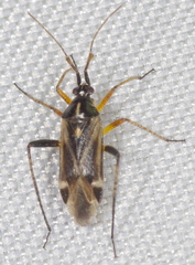 Harpocera thoracica
