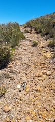 Caracal caracal