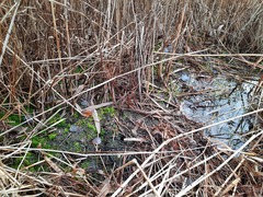 Micromitrium tenerum