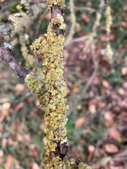 Xanthoriicola physciae